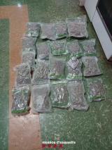 La plantació interior al domicili de Castelldans (foto: Mossos d'Esquadra).