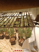 Les plantes que es van intervenir (foto: Mossos d'Esquadra).