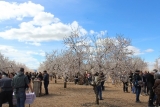 Assistents als ametllers florits a Arbeca (foto: Consell Comarcal de les Garrigues).