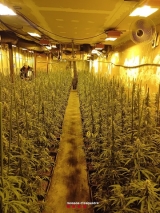 La plantació desmantellada a Castelldans (foto: Mossos d'Esquadra).